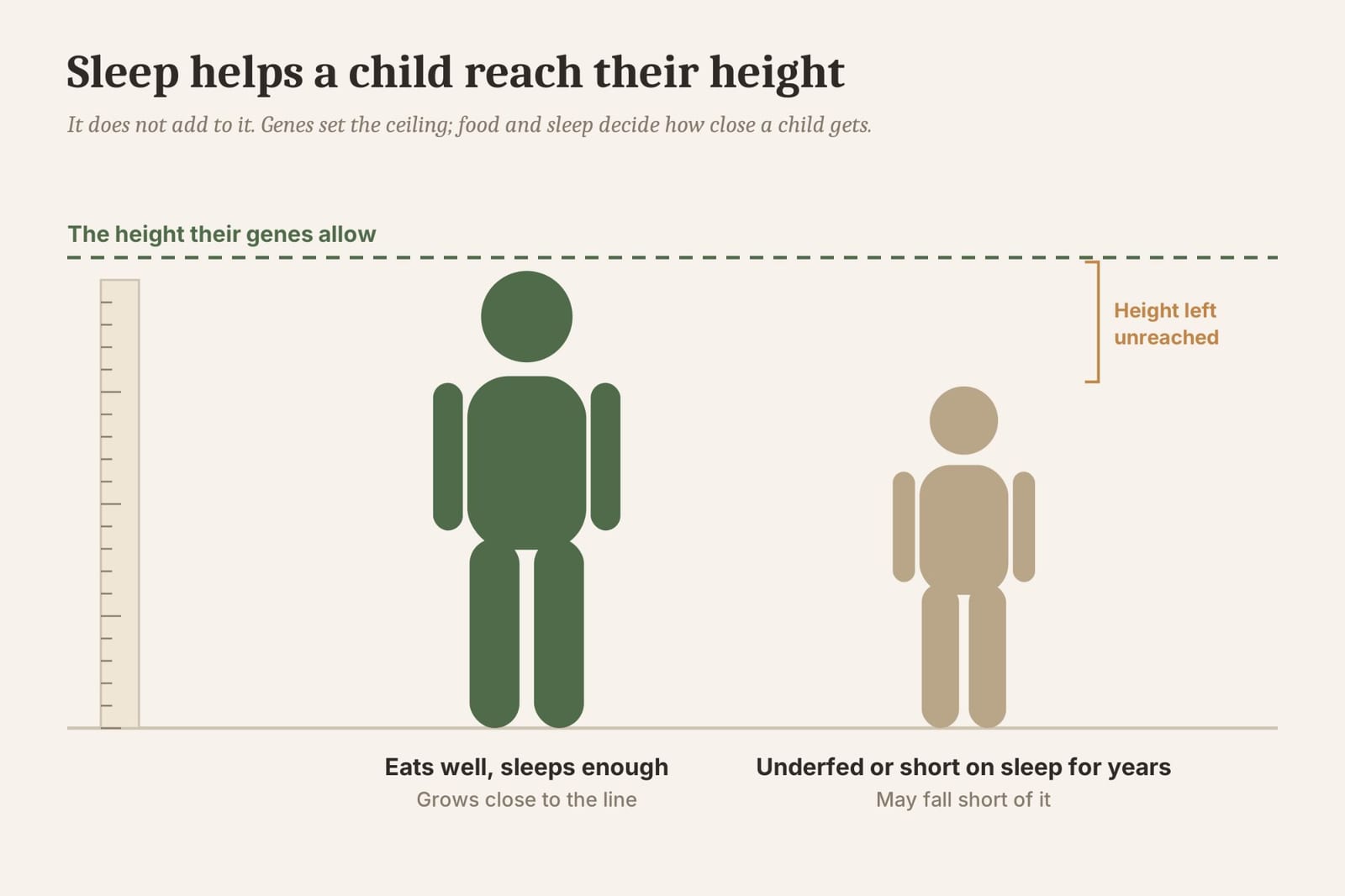 Genes set the ceiling. Food and sleep decide how close a child gets