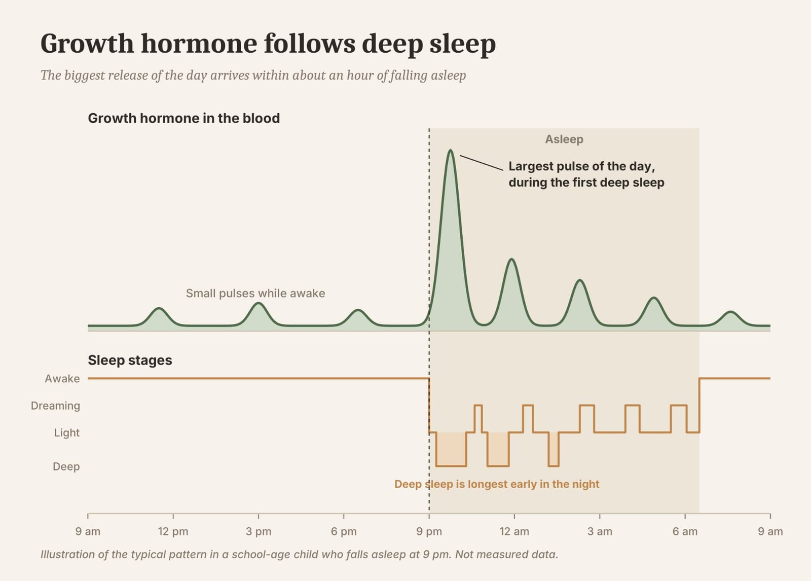 The day's largest growth hormone pulse rides on the first deep sleep of the night