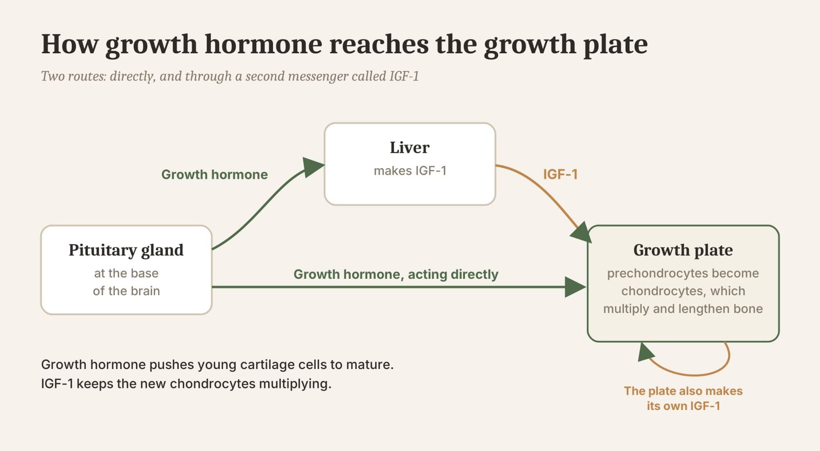 Growth hormone works directly, and through IGF-1